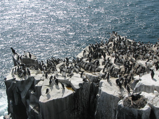 many seagulls are standing on some rocks near the water