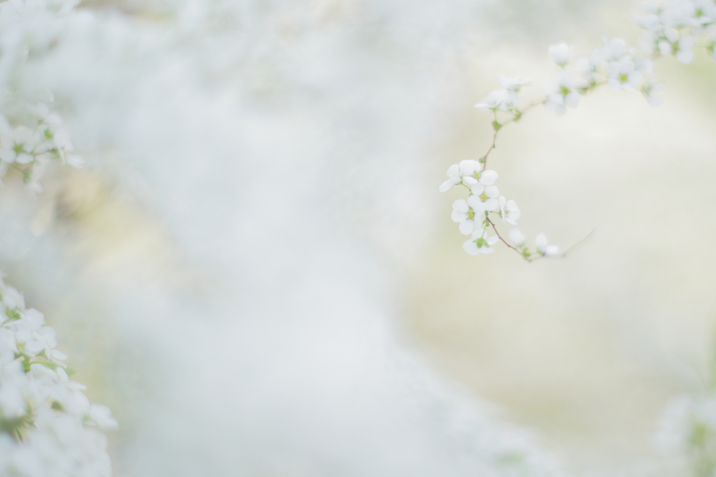 a small nch with white flowers near some rocks