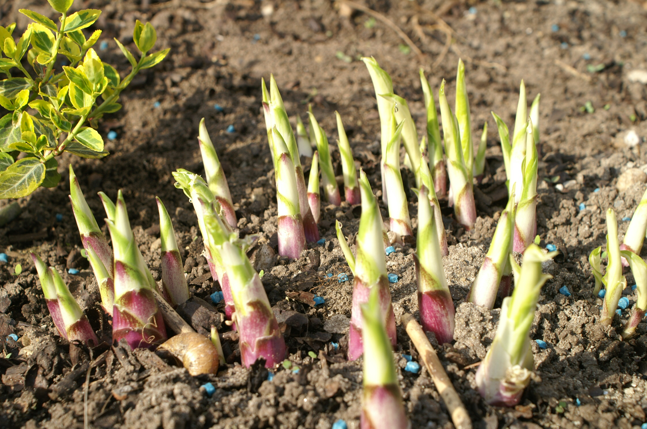 several broccoli plants with tiny blue tips growing on the soil