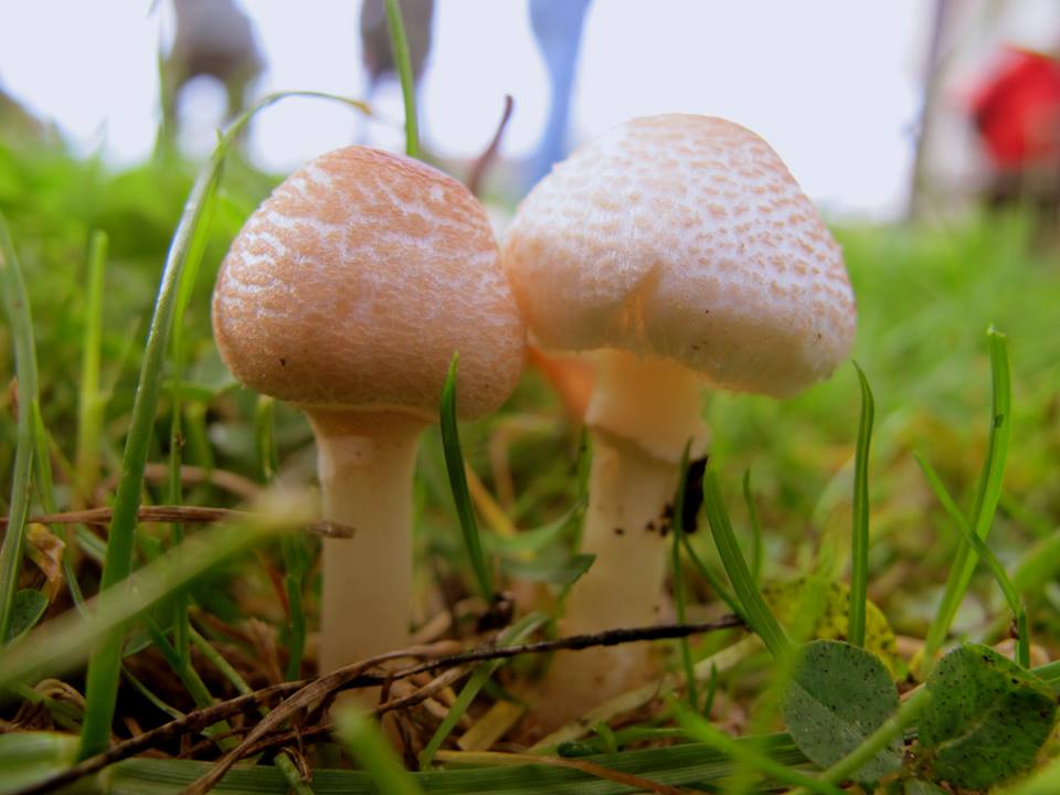 two mushrooms with white tops are sitting in the grass