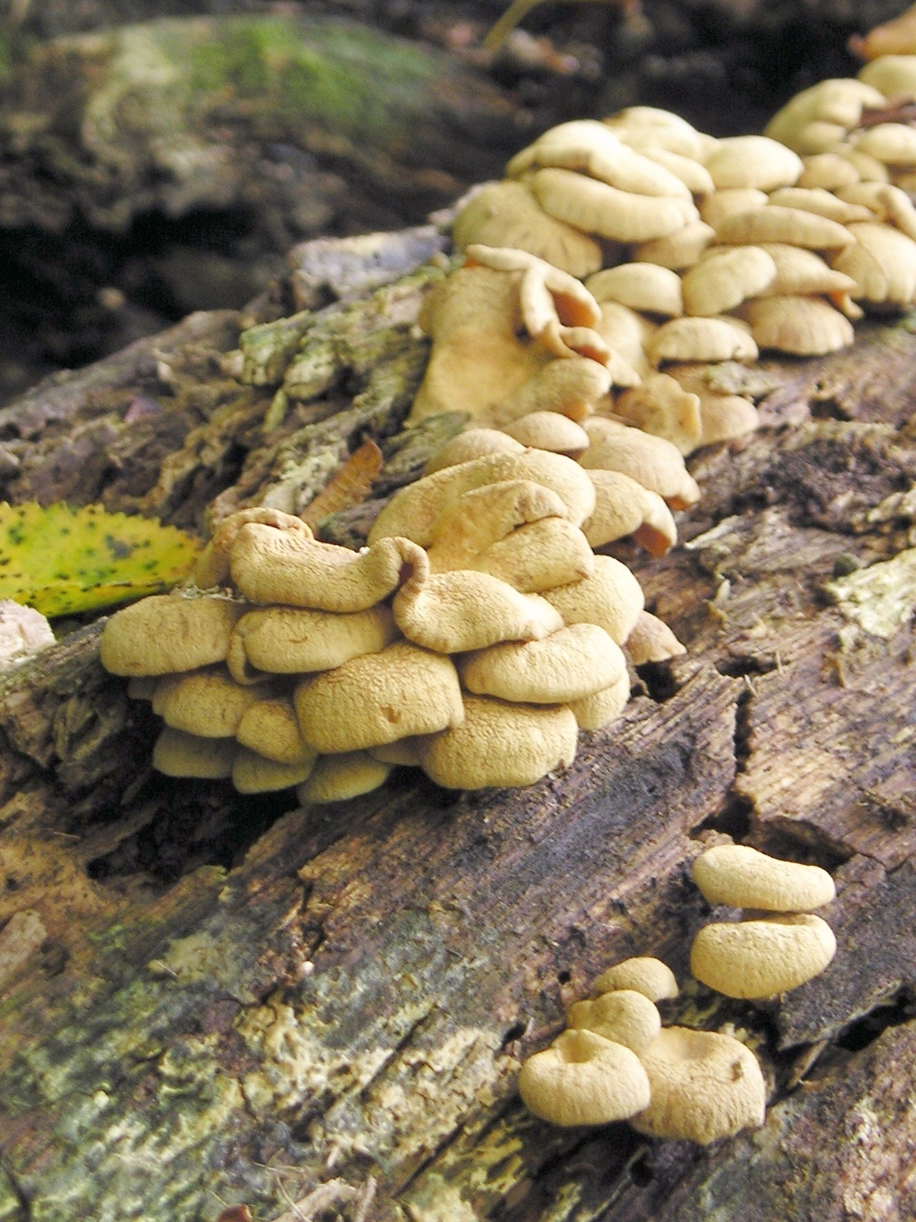 several small mushrooms are growing on a large tree stump