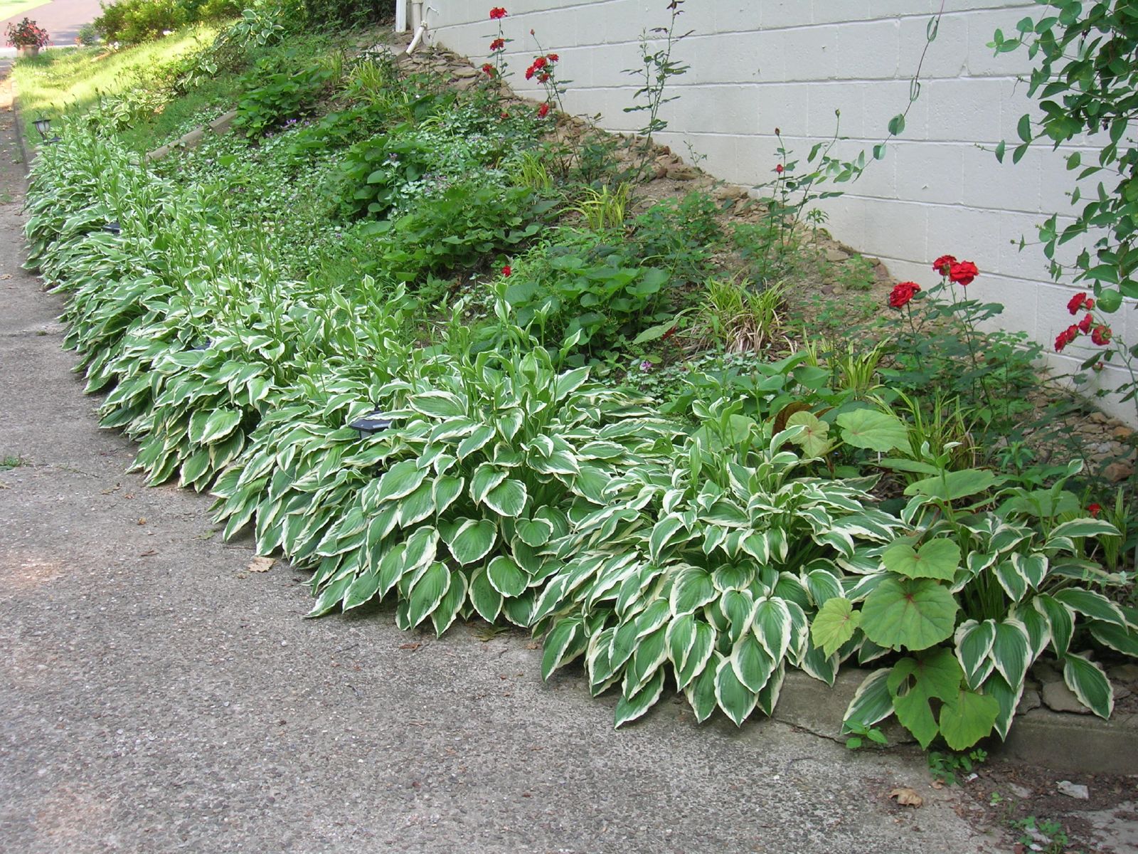 a row of plants line a concrete street