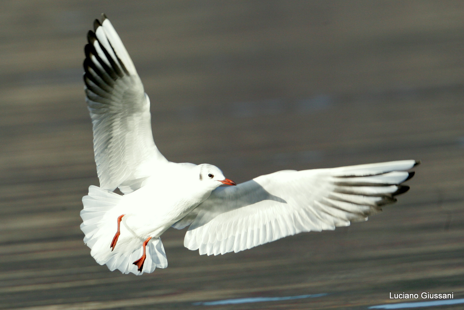 a white bird flying over the water in the daytime