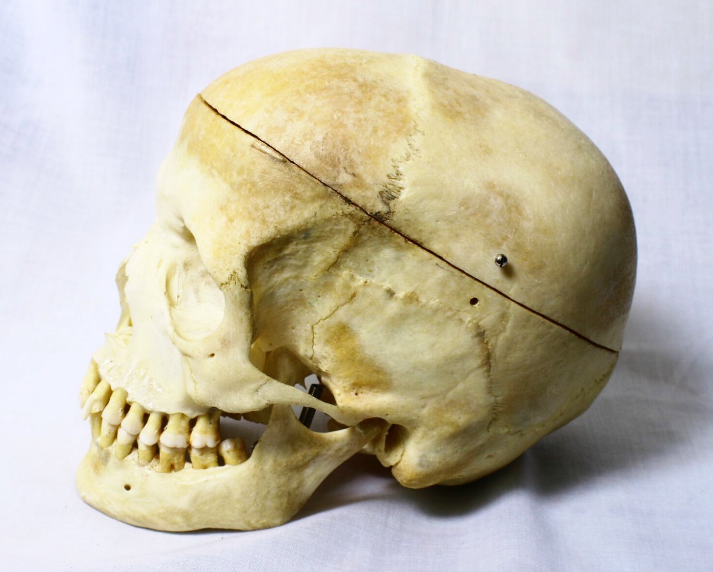 an animal skull on a white sheet with a line on the top