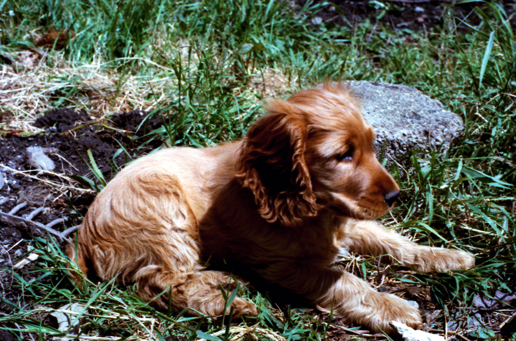 a puppy lays on the ground in the grass