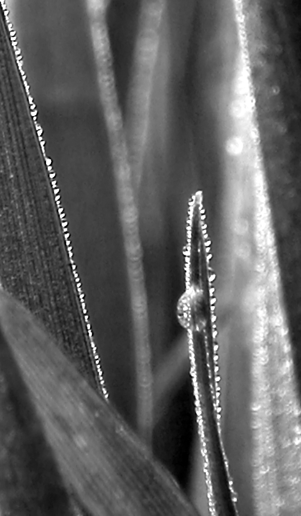 a black and white po of the back end of a plant