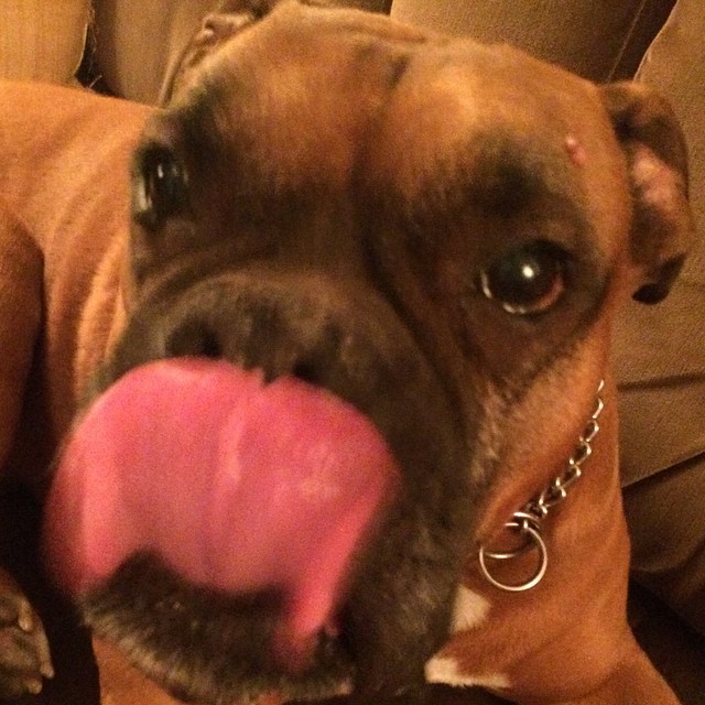 a close up of a dog with his tongue hanging out
