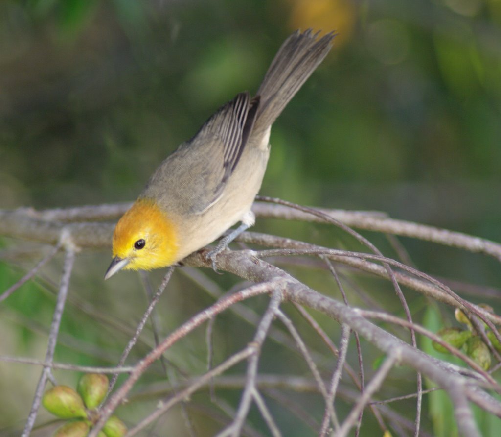 a bird sitting on a nch outside