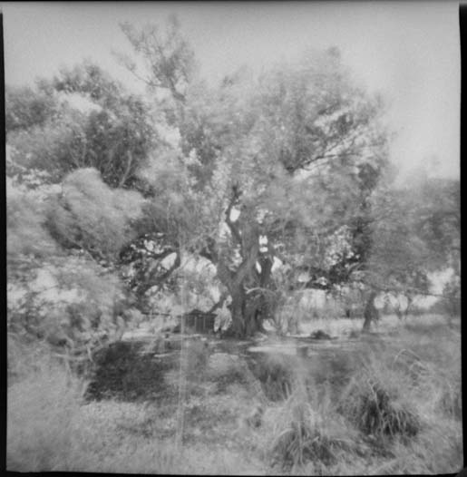 black and white po of an old tree