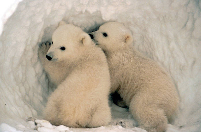 two polar bears sit together in a snowy cave