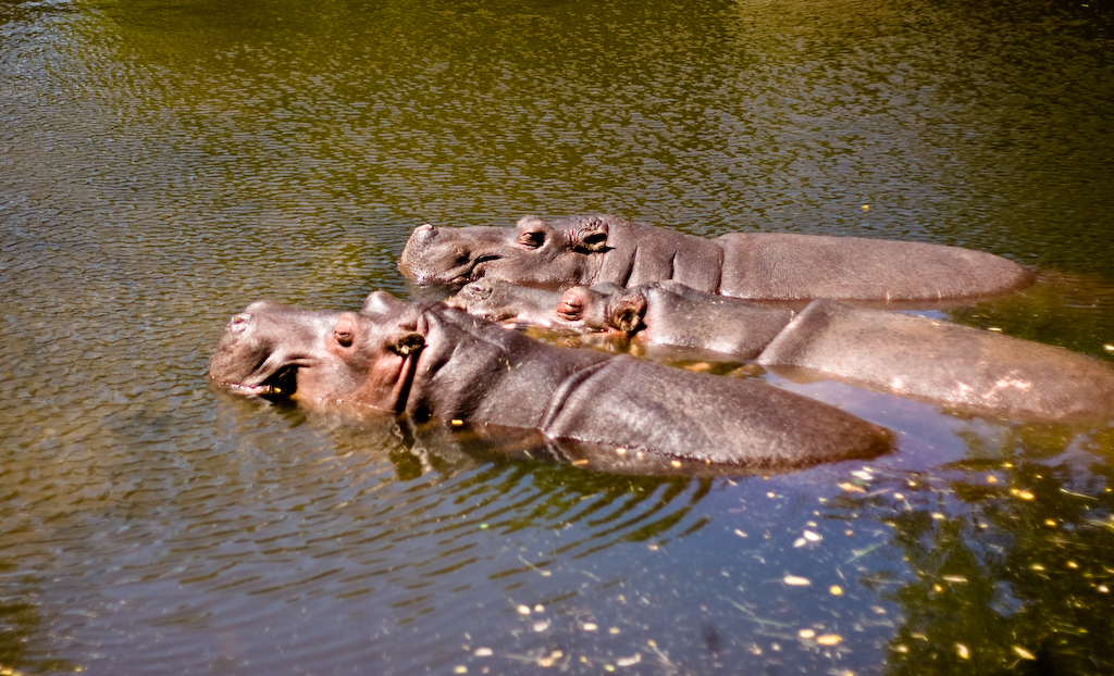 the three hippos are swimming in the water