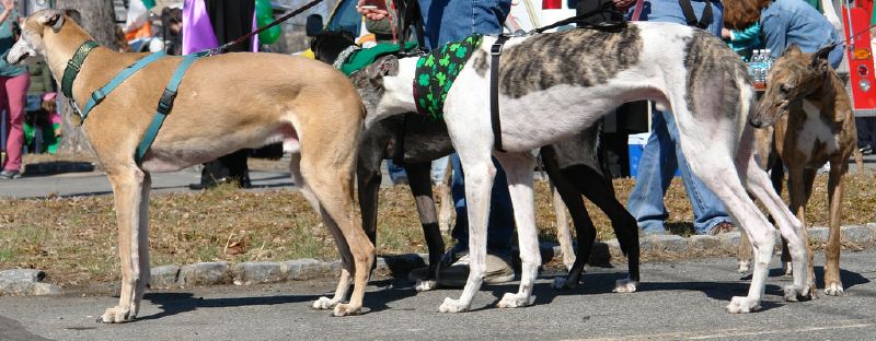 three dogs that are lined up in front of a crowd