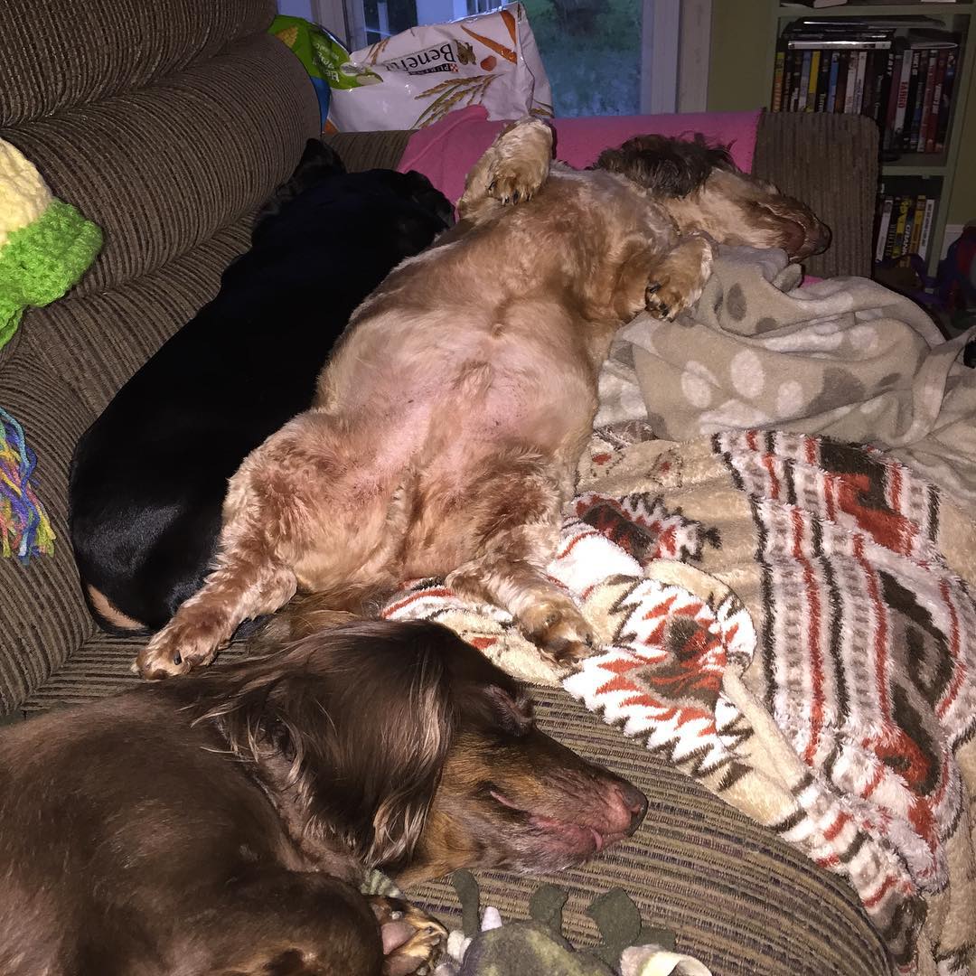 two dogs are sleeping on the couch in a room