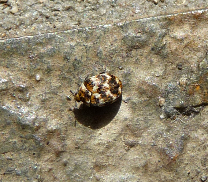 a close up of a bug on a concrete surface
