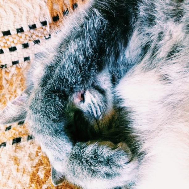 a gray fluffy cat curled up next to a pillow