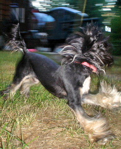 a dog running in the grass on a leash