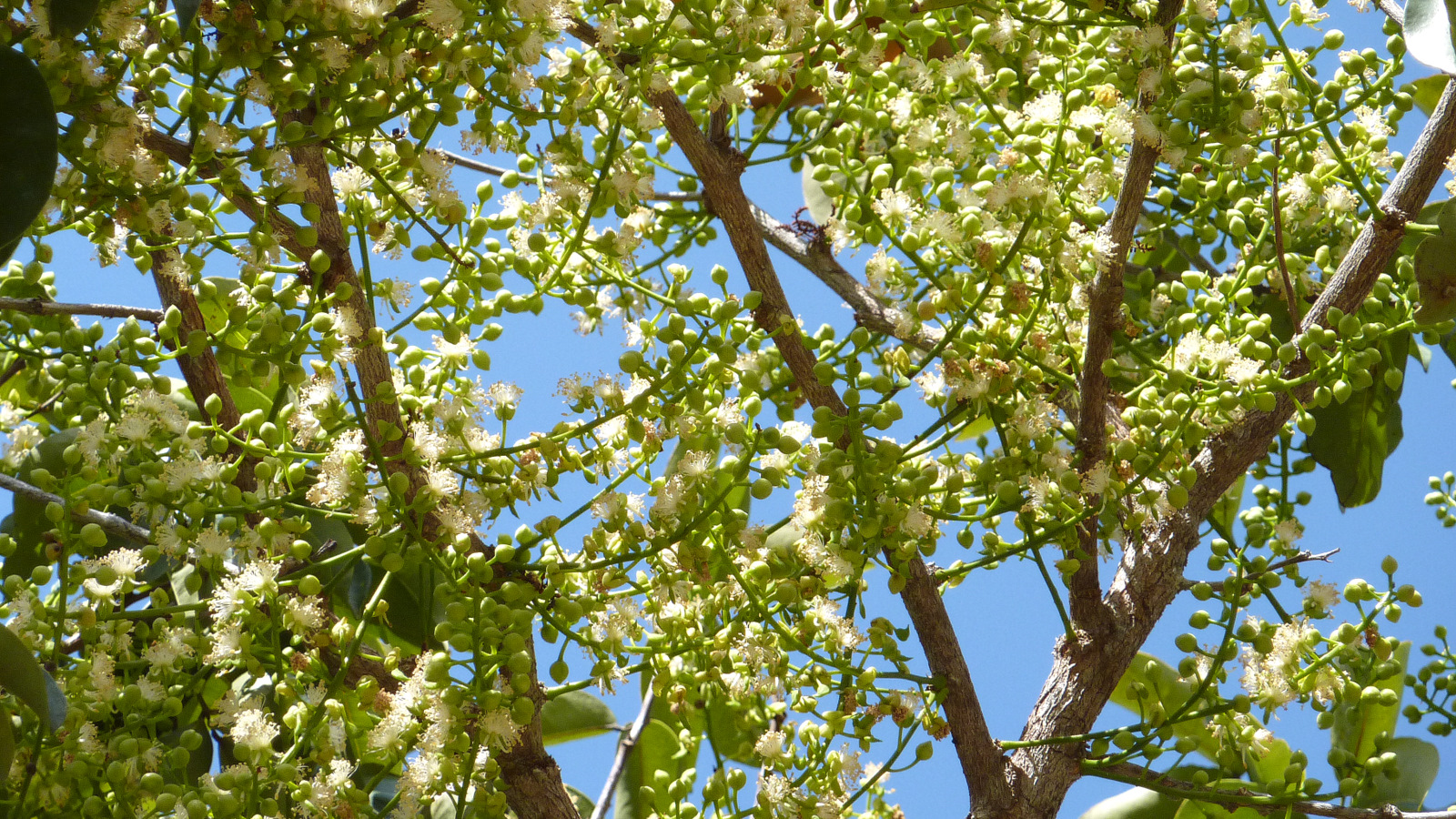 a close up of the leaves and flowers of a tree