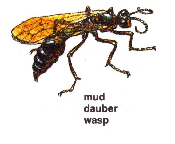 a po of a bee with words that say mud daubber was