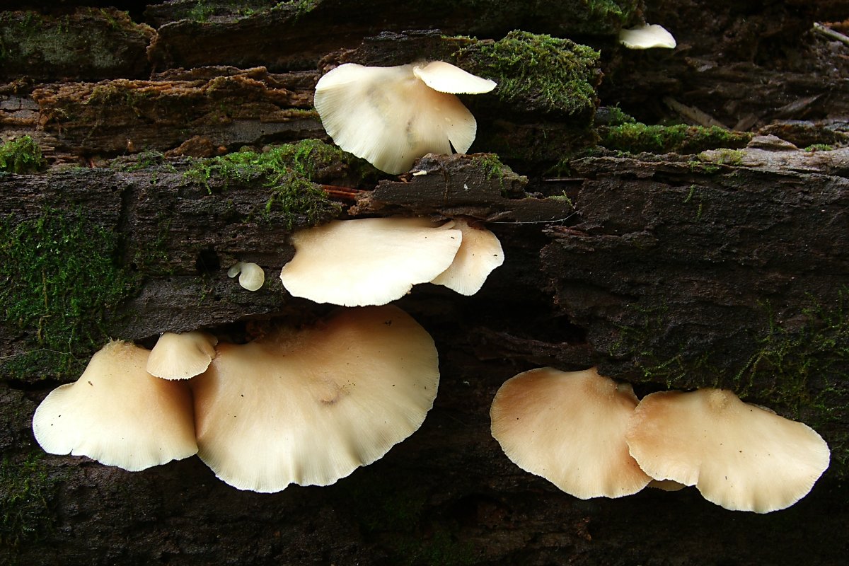 small white mushrooms growing on the side of a wood
