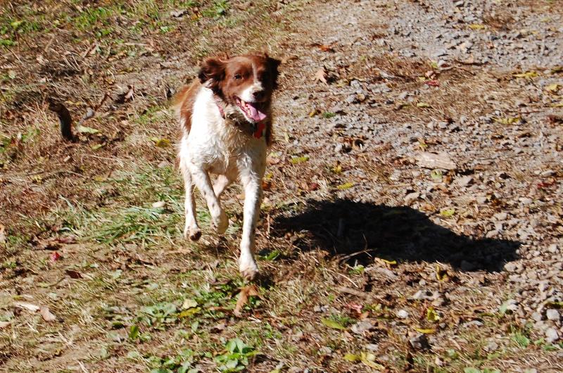 a brown and white dog standing next to a field