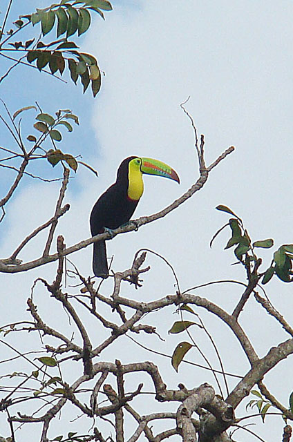 the yellow and black bird is perched on the nch