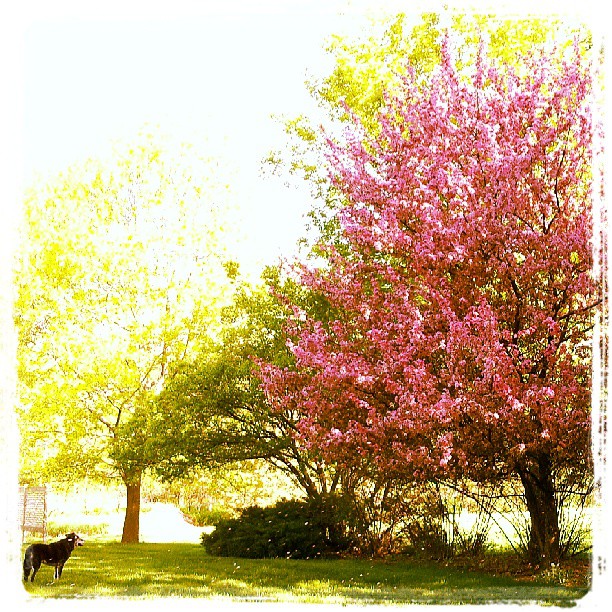 tree in bloom with a dog running by near the sidewalk