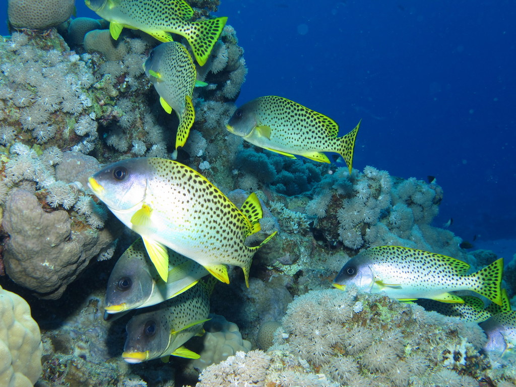 several small yellow and black fish swimming on a coral reef