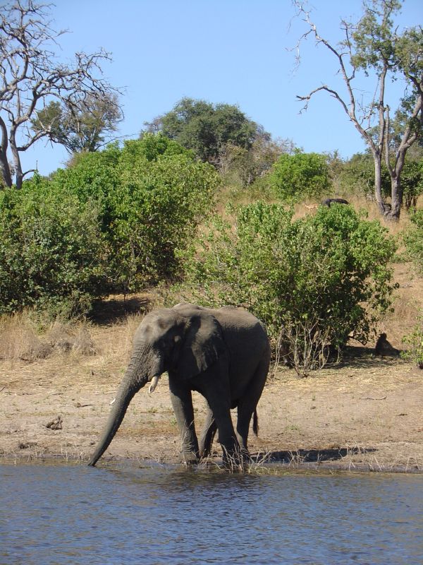 an elephant is coming out of the water for a bath