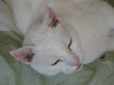 white cat sleeping on top of blanket with closed eyes