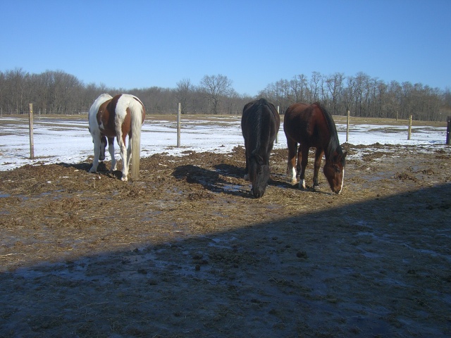 two horses standing by each other in a snowy field