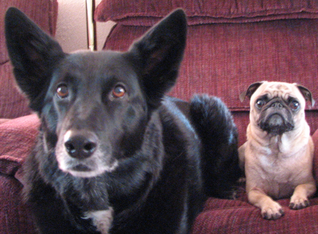 two dogs sit on the couch, one looks up