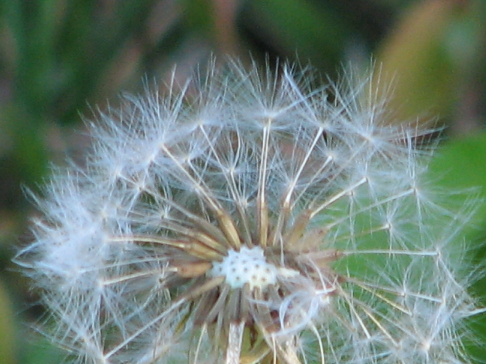 this is a close up of a dandelion