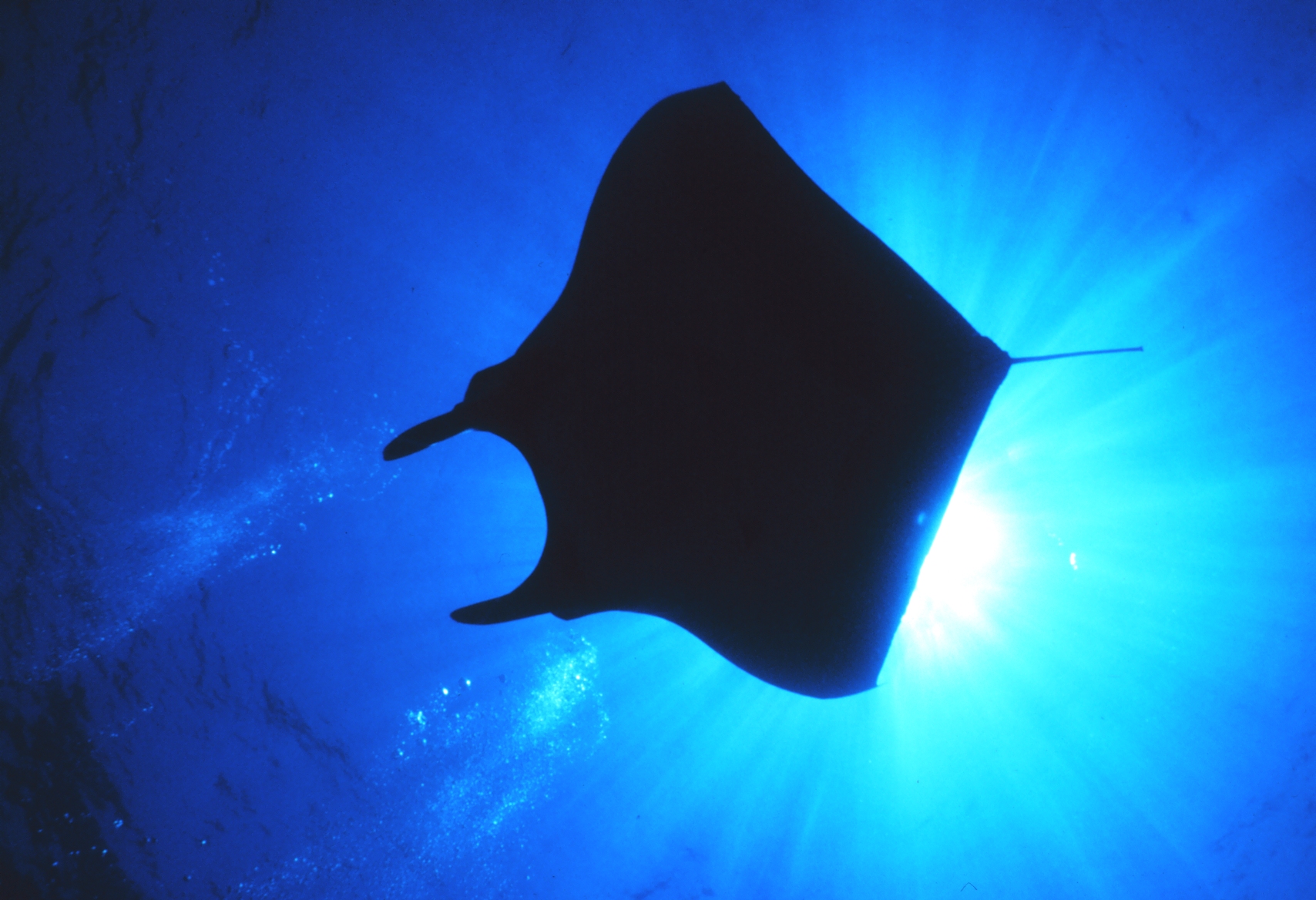 the silhouette of a large fish swims through water