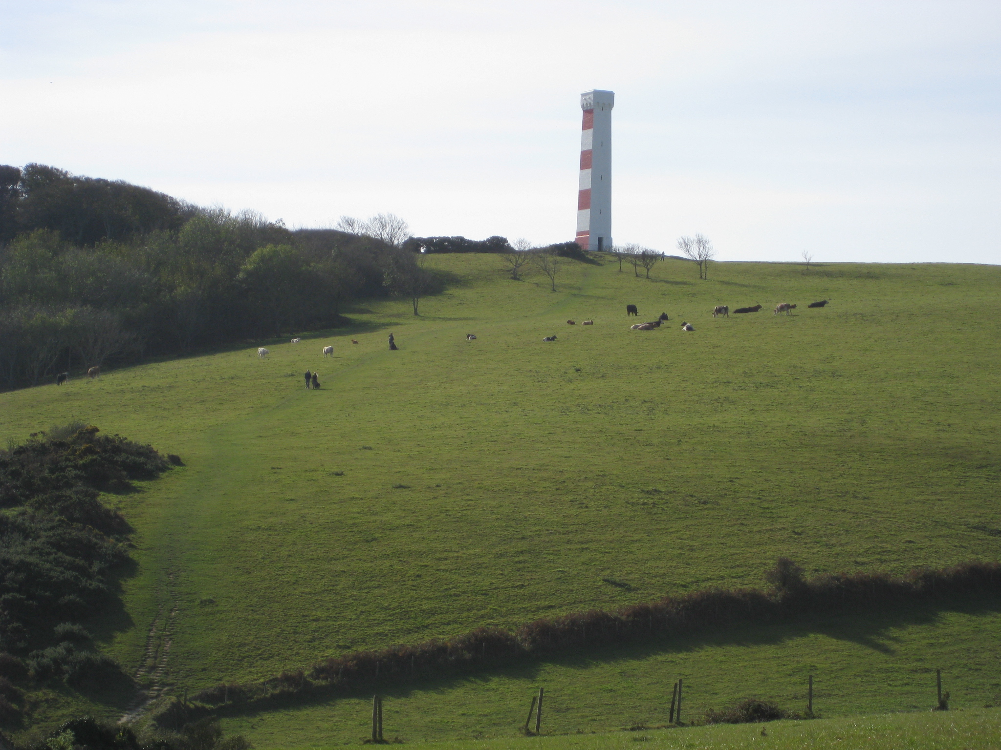 sheep in a large field with a tall tower on the side