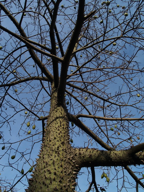 a tree that has no leaves on it