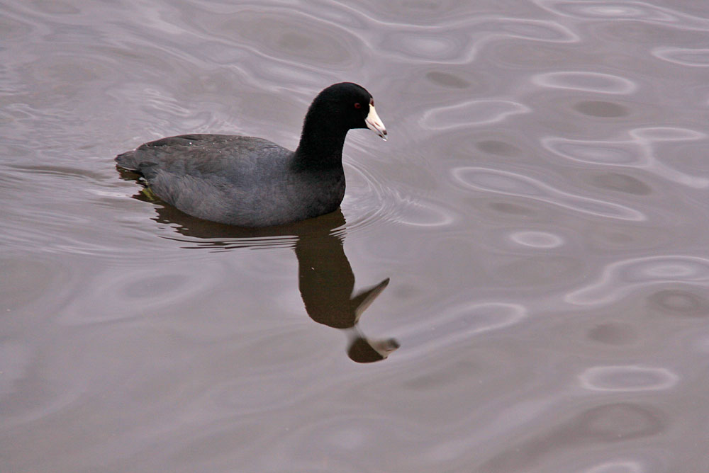 a duck swimming in the water near the surface of the water