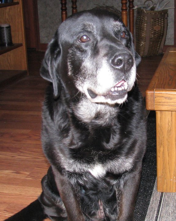 a big black dog looking at the camera