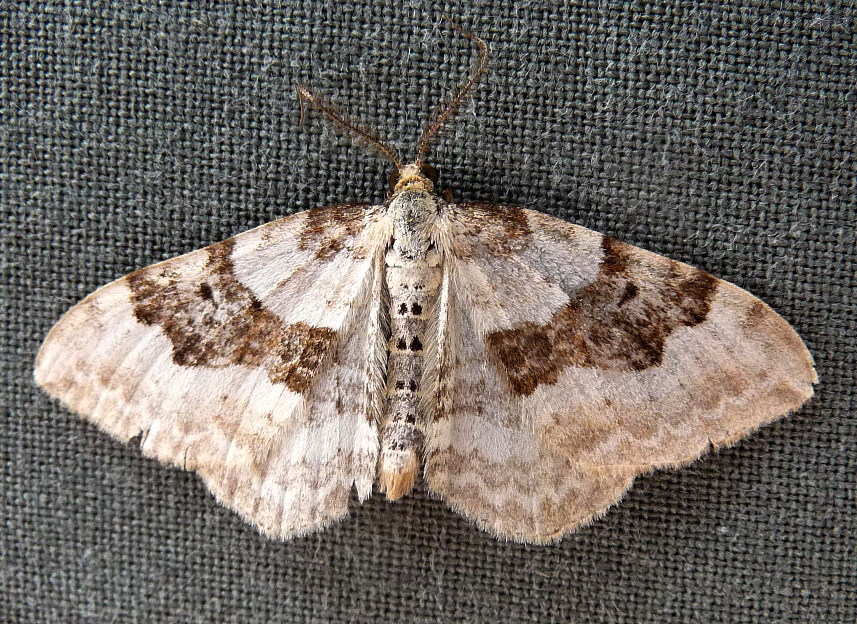 large moth with brown spots on it's wings sitting on fabric