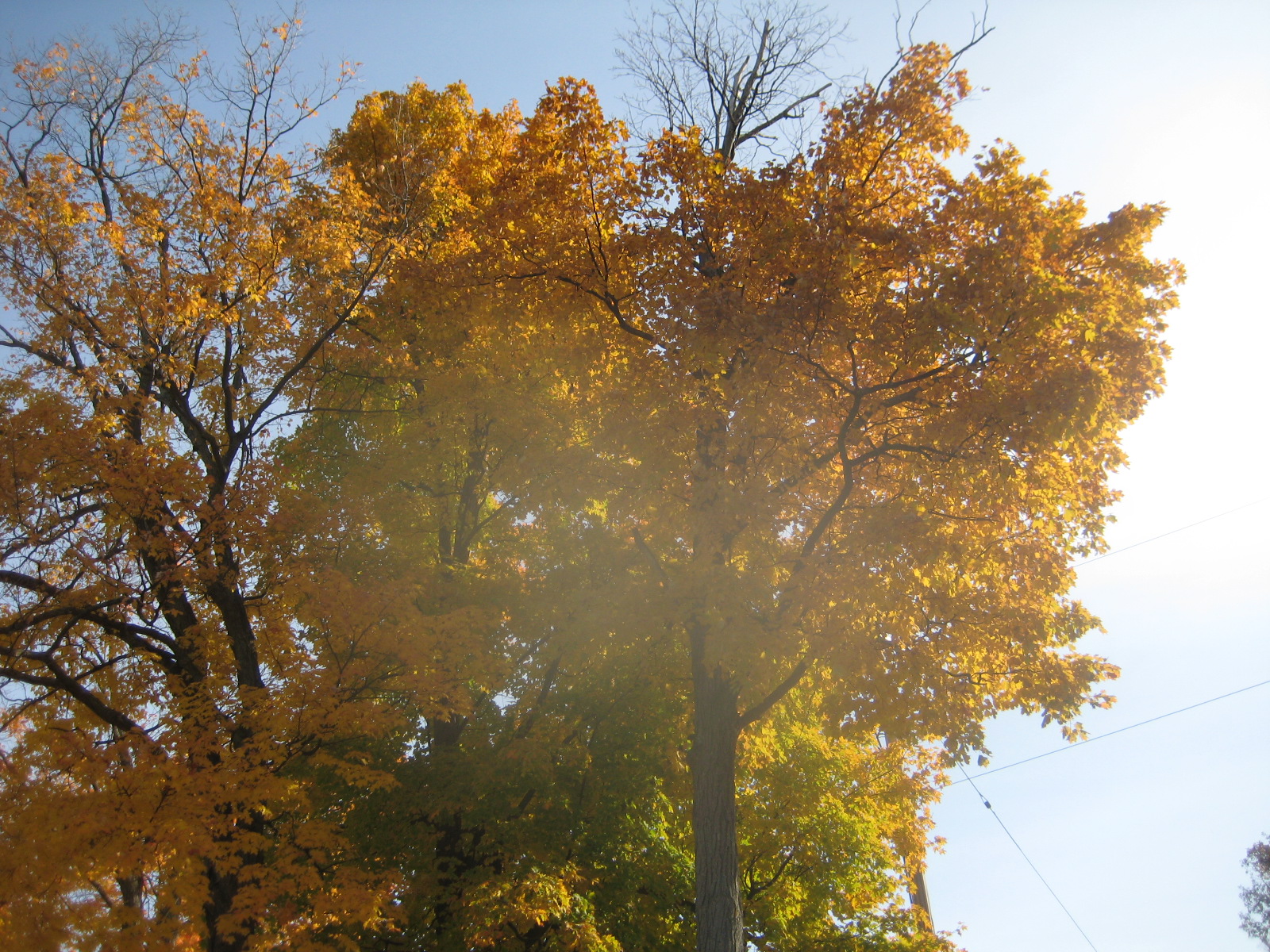 an image of a beautiful sun that is shining through the leaves