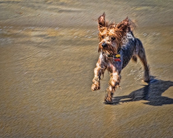 a wet dog runs on the beach with water in its mouth