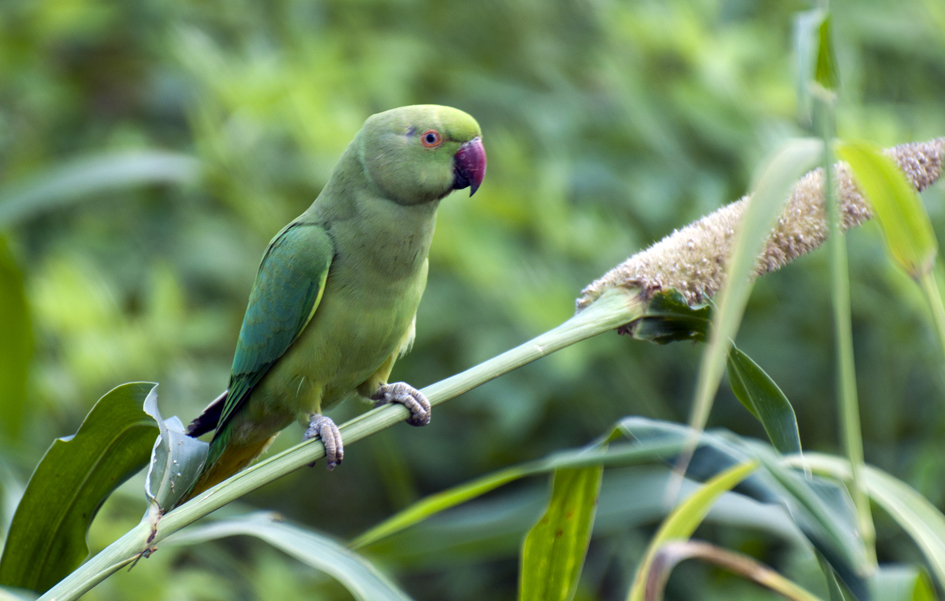 a green bird perched on a plant with a blurry background