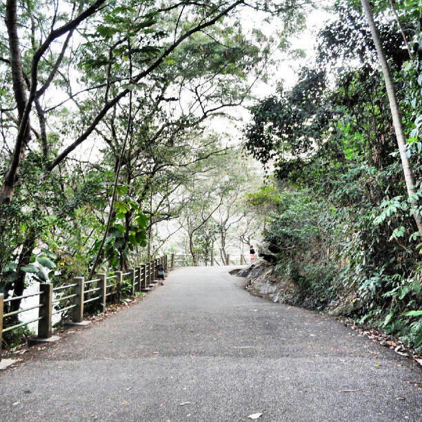 a paved road between trees with green leaves