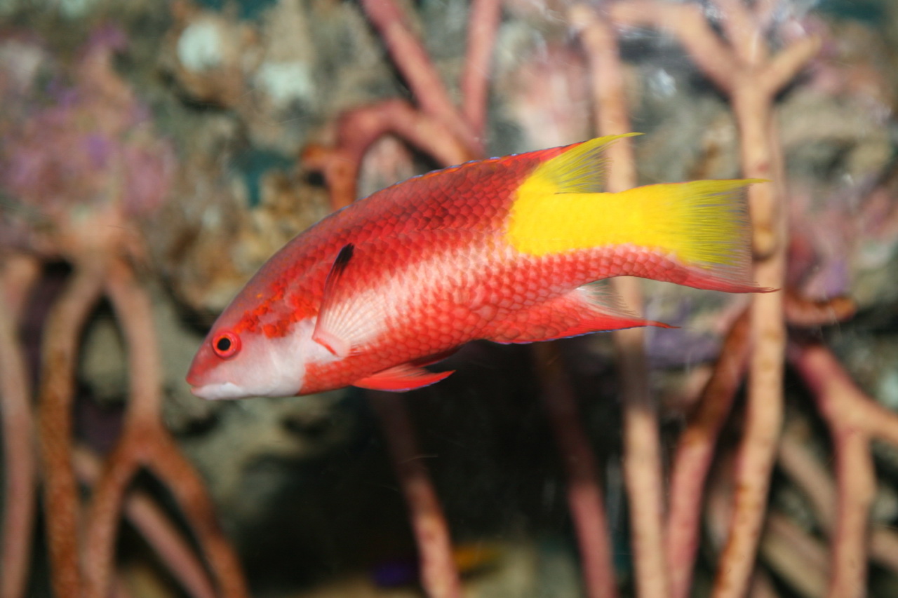 close up of an underwater red and yellow fish