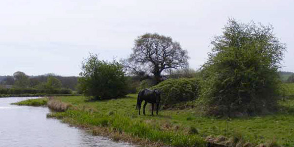 there is a horse grazing on the green grass by the water