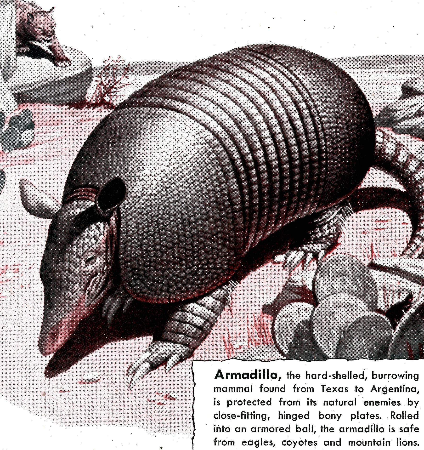 an armadile in an article about the animal