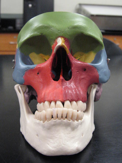 a po of an odd colored skull on a desk