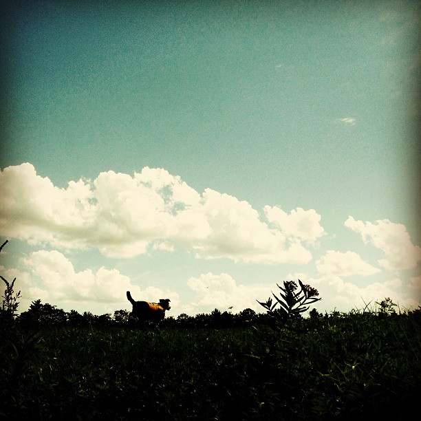 the silhouette of a dog stands on grass