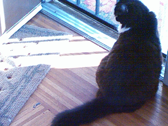 a cat is standing on its hind legs, staring into a glass door