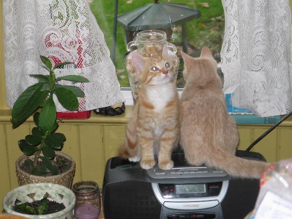 two cats sitting on top of a car stereo