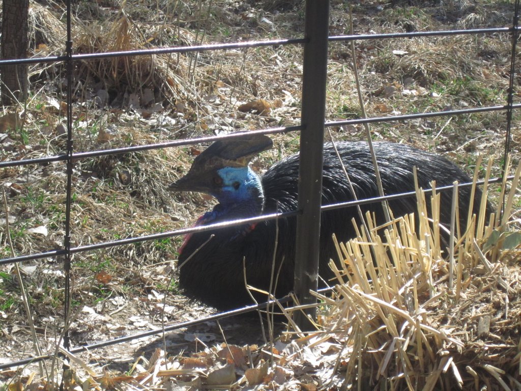 a black bird with blue head standing behind a fence